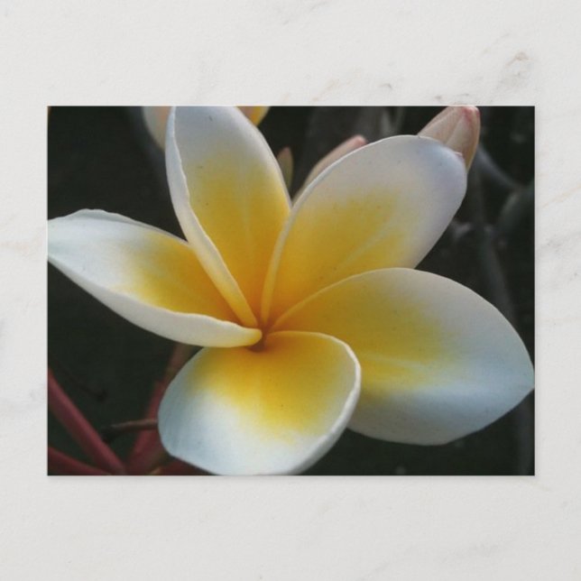 Blume aus Thailand Postkarte (Vorderseite)