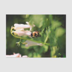 Blume aus weißem Kolumbus und Hummeln Seidenpapier