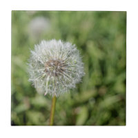 Blume aus weißem Löwenzahn auf grünem Gras