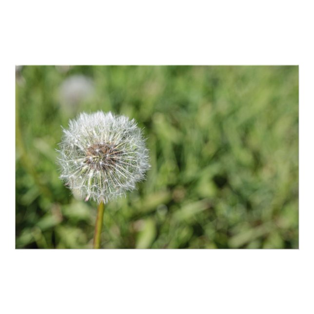 Blume aus weißem Löwenzahn auf grünem Gras Fotodruck (Vorne)