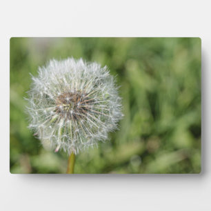 Blume aus weißem Löwenzahn auf grünem Gras Fotoplatte