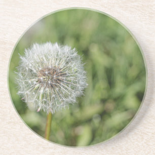 Blume aus weißem Löwenzahn auf grünem Gras Getränkeuntersetzer