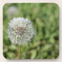 Blume aus weißem Löwenzahn auf grünem Gras