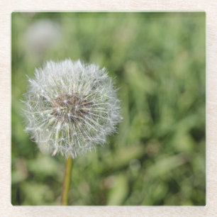 Blume aus weißem Löwenzahn auf grünem Gras Glasuntersetzer