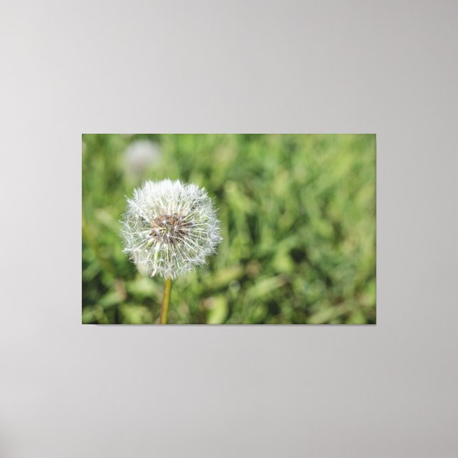 Blume aus weißem Löwenzahn auf grünem Gras Leinwanddruck (Vorderseite)