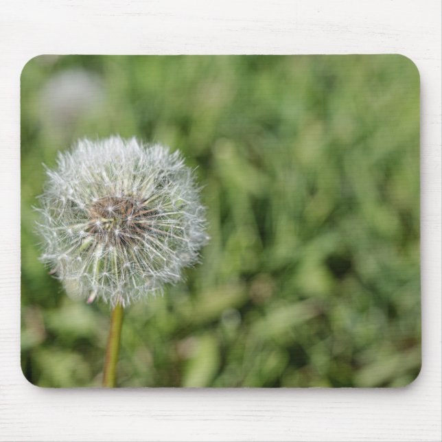 Blume aus weißem Löwenzahn auf grünem Gras Mousepad (Vorne)