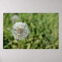 Blume aus weißem Löwenzahn auf grünem Gras