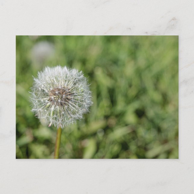 Blume aus weißem Löwenzahn auf grünem Gras Postkarte (Vorderseite)