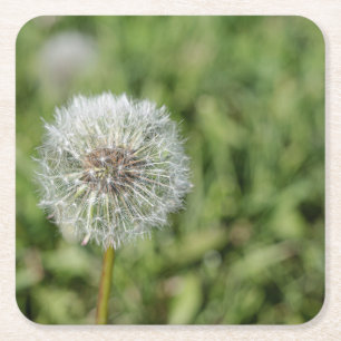 Blume aus weißem Löwenzahn auf grünem Gras Rechteckiger Pappuntersetzer