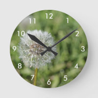 Blume aus weißem Löwenzahn auf grünem Gras