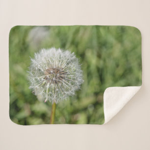 Blume aus weißem Löwenzahn auf grünem Gras Sherpadecke