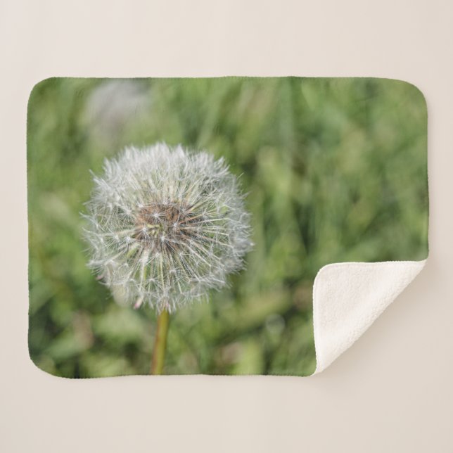 Blume aus weißem Löwenzahn auf grünem Gras Sherpadecke (Vorderseite (Horizontal))
