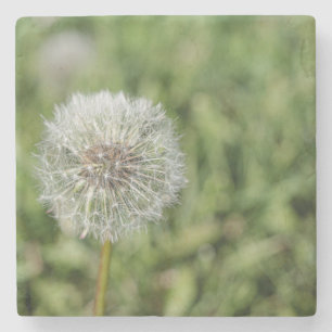 Blume aus weißem Löwenzahn auf grünem Gras Steinuntersetzer