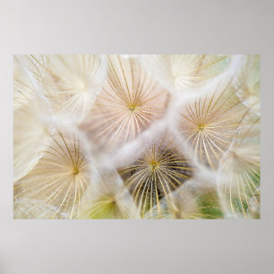 Blume aus weißem Löwenzahn Poster