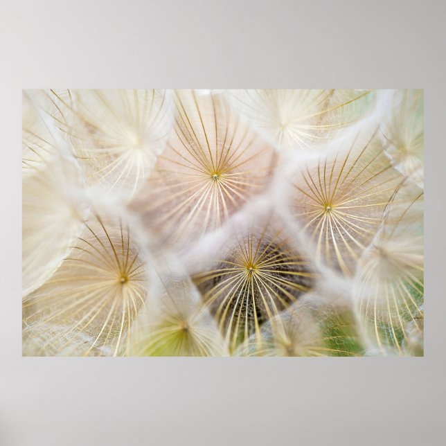 Blume aus weißem Löwenzahn Poster (Vorne)