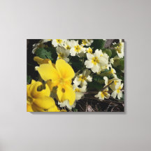 Blume aus weißem und gelbem Garten