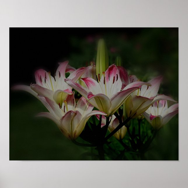 Blume aus weißer und roter Lilie Poster (Vorne)
