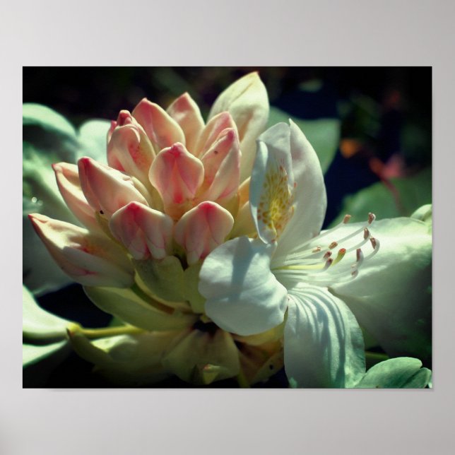 Blume Azalea Poster (Vorne)