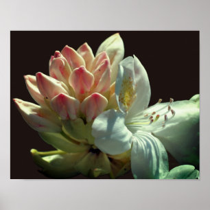 Blume Azalea Poster