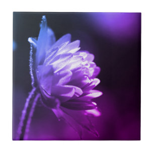 Blume bei hell-schwarz-weiß Farbton  Fliese