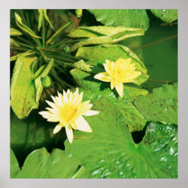 BLUME BEI SHAWS GARDEN POSTER