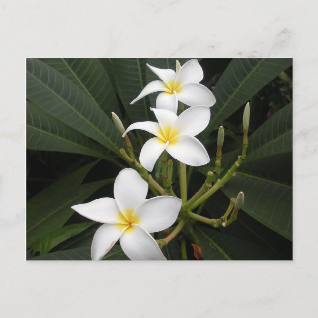 Blume - Bellingrath Botanischer Garten Postkarte (Vorderseite)