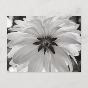 Blume Black and White Dahlia Postkarte