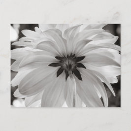 Blume Black and White Dahlia Postkarte