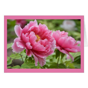 Blume Blindfarbene Rosa-Peonies