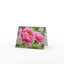 Blume Blindfarbene Rosa-Peonies