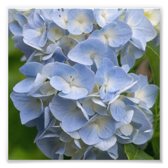 Blume Blue and White Hydrangea Fotodruck (Vorne)