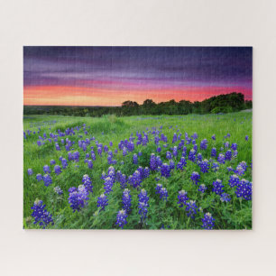 Blume   Bluebonnets bei Sunset Texas