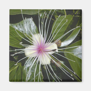 Blume Blüten Flora Farbenfrohe Muster Kunst Magnet