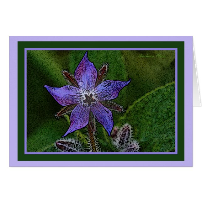 Blume: Borage (Vorderseite (Horizontal))