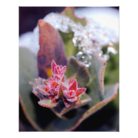Blume Bud