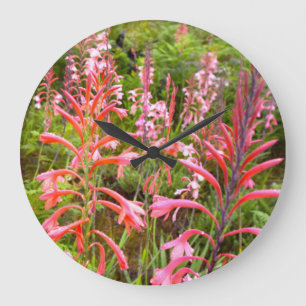 Blume Bugle Lily (Watsonia), Ostkap Große Wanduhr