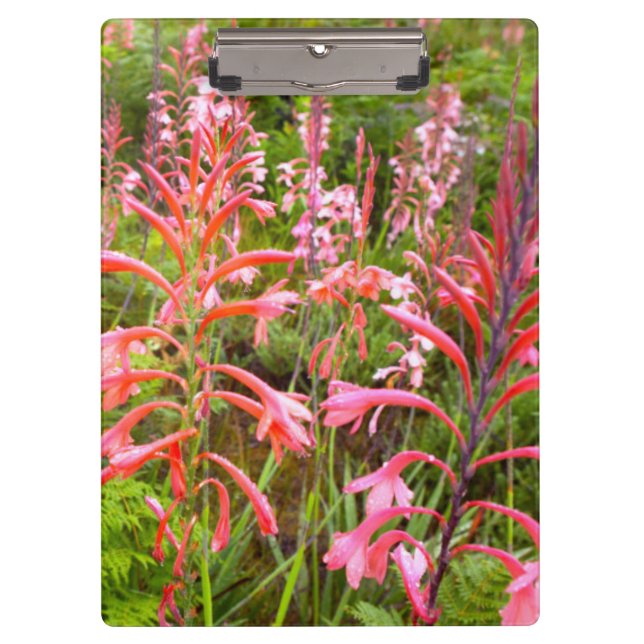 Blume Bugle Lily (Watsonia), Ostkap Klemmbrett (Vorderseite)
