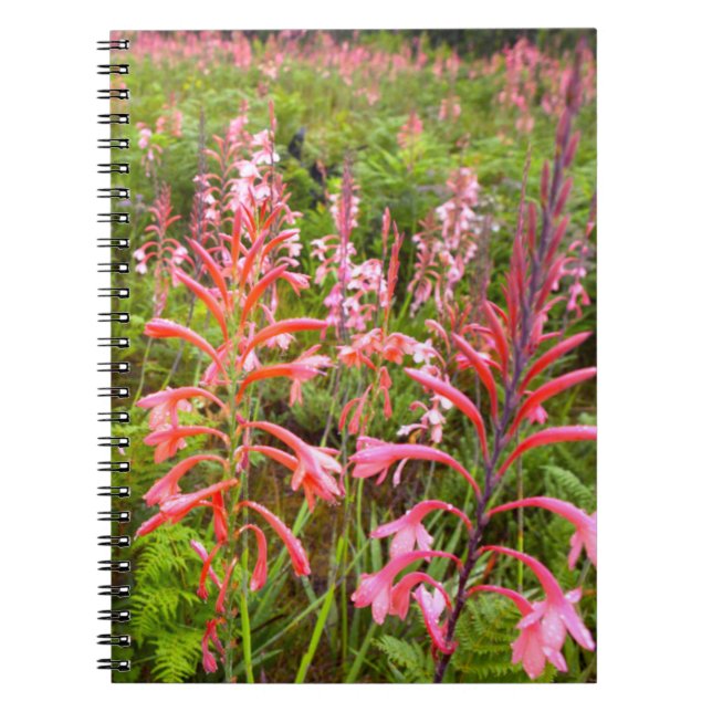Blume Bugle Lily (Watsonia), Ostkap Notizblock (Vorderseite)