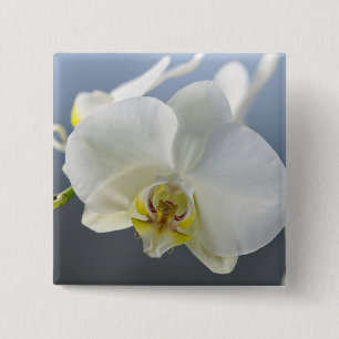 Blume Button
