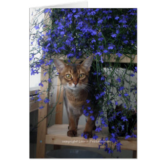 Blume Cat