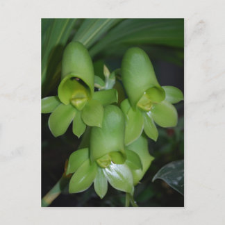 Blume Catasetum orchid Postkarte