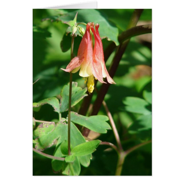 Blume Columbine (Vorne)
