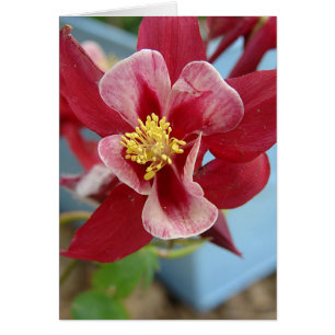 Blume Columbine