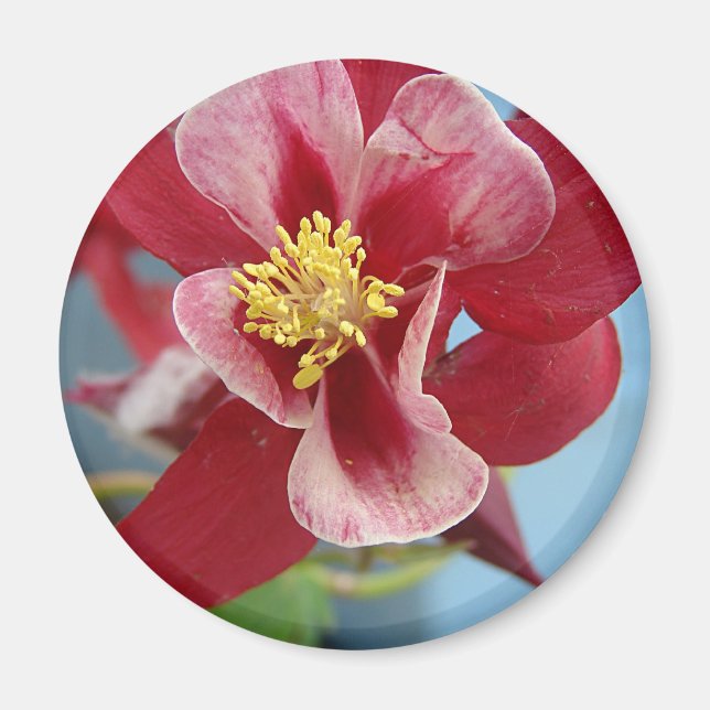 Blume Columbine Magnet (Vorne)
