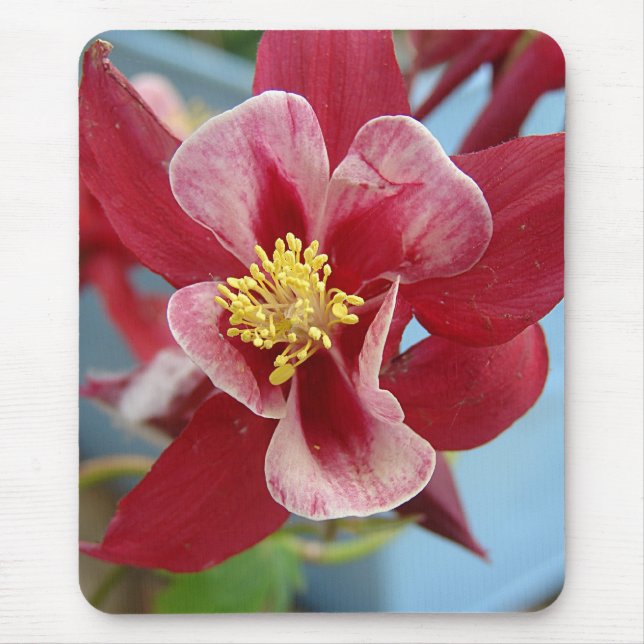 Blume Columbine Mousepad (Vorne)