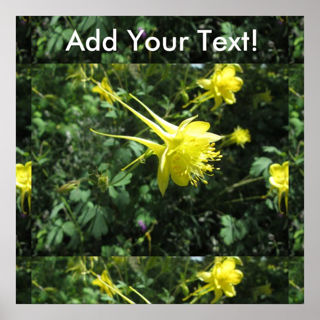 Blume Columbine Poster (Vorne)