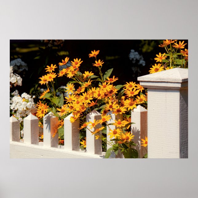 Blume - Coreopsis - Die Wärme des Sommers Poster (Vorne)