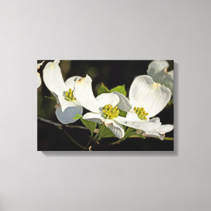 Blume Cornus florida Leinwanddruck