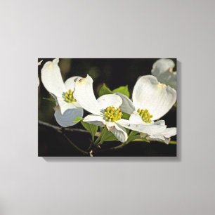 Blume Cornus florida Leinwanddruck