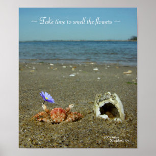Blume Crab Ocean Poster